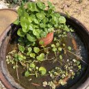 수반농장 이미지