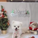 수정애견미용실 이미지