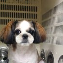 펫시스터즈 이미지