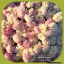 논공읍사무소 이미지