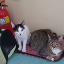 냥이친구 이미지