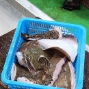 주영네수산 | (여수) 여수회포장 여수 막회포장 맛집 추천 여수 주영수산 다녀온 후기