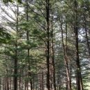 송진농장 이미지