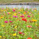 고기축제 이미지