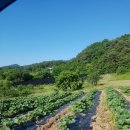 안말농장 이미지