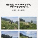 상사화피는마을 | [공지] 2025년 부안 변산 마실길 노루묵 상사화길 개화 및 절정시기