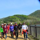 파주 마장호수 출렁다리 길동무에서(4월26일) 이미지