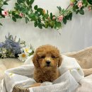 가온펫(안심분양센터) 이미지