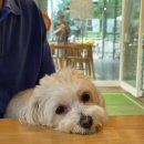 운동장진입로 | 🐾일주일 사이 세 번이나 다녀온 곳, 용인 애견카페 강아지 운동장 테일즈 파크!