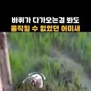 엄마는 위대하다 어미새 감동 힐링릴스 - 트랙터 달레가는데 꿈쩍도 안하는 새 왜? 이미지
