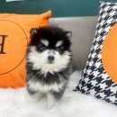 오독안심분양센터 강아지분양 고양이분양 목동점 이미지