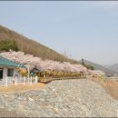 자양벚꽃100리길 데일리안