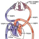 충농증이 있으신분은 기관지 확장증보다 충농증 부터 치료 해야 합니다 이미지