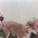 초원애견샵 이미지