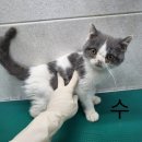도그스타동물병원 이미지