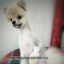 투개더 펫 이미지