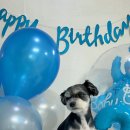 멍멍앤쿡 이미지