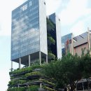 차이나 정향 이미지