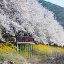 구례산수유축제 마을 산수유꽃축제 구례 가볼만한곳 이미지