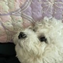 네오 동물병원 이미지