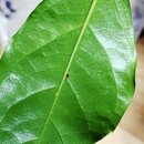 해피트리 이미지