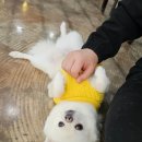 함께할개 사랑할개 | 주간일기 :: 부천 함께할개사랑할개, 개치원일상, 당근라페, 샤브샤브, 당가원, 흑백요리사2, 파개장
