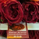 테스 (Tess) 이미지