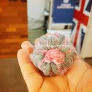 라떼는 집밥 이미지