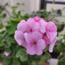 로즈화이트 이미지