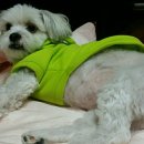 마이댕댕 이미지