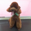 멍이랑몽이 미용 이미지