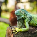 이구아나 이미지