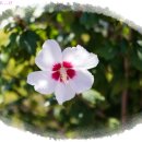 좋은아침 이미지