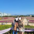 양주 천만송이 천일홍축제 나리농원 핑크뮬리 / 입장료 / 개장 기간 / 제2주차장