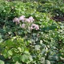 삼지목장 이미지