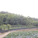 금산-51 이미지