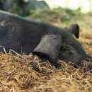 김성만농장 이미지