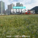 은월초교 | 울산 북구 볼거리 산책 갈만한곳 은월초등학교 꽃단지 숨은 안개초 명소