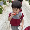 ❤🍓딸기향이 솔솔~ 새콤달콤 딸기가 가득한 딸기농장에 다녀왔어요🚍🌿❤ 이미지