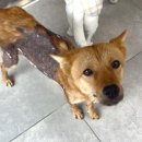 동물자유연대 부속 동물병원 이미지