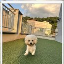 강아지 보호센터 이미지