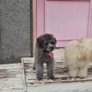 지아 애견샵 | 실버토이푸들 분양후기 좋은 가족 만났어요.