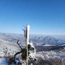 2024. 1. 28(일) 기대치 않았기에 너무 좋았던 "함백산" 눈꽃산행 ②... 이미지