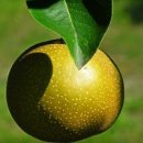 세 며느리식품 이미지