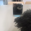 올챙이의 꿈 | 꿈꾸던 어른이 되었나요 ~