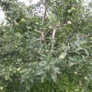 바보기계 이미지