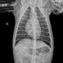 포레브동물의료센터 이미지