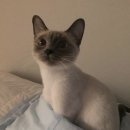 나만 없어 고양이 이미지