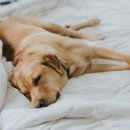 우리강아지(My Dog) 이미지