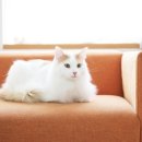 우리들 동물약품 이미지